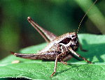 Pholidoptera fallax